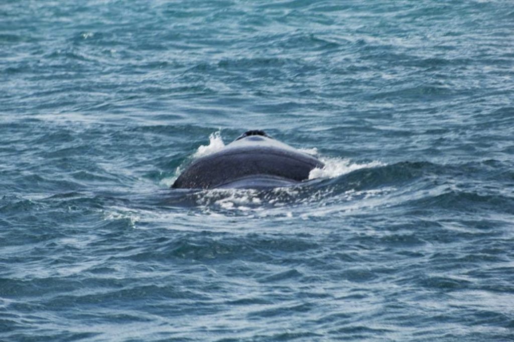 whales brazil bahia abrolhos