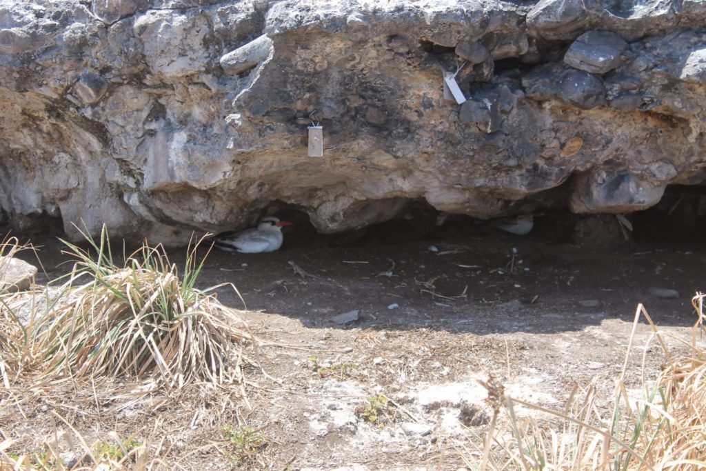 birds abrolhos bahia brazil