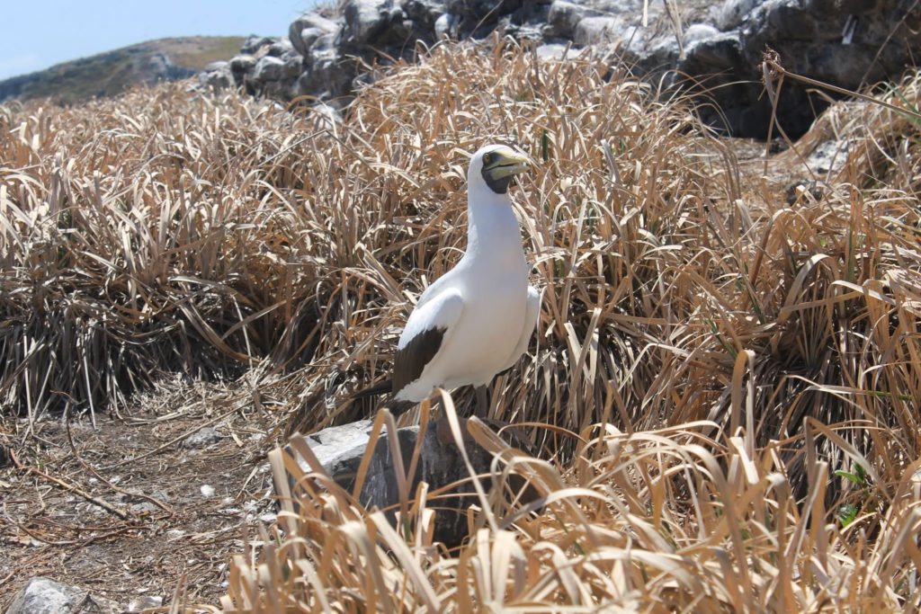 birds abrolhos bahia brazil