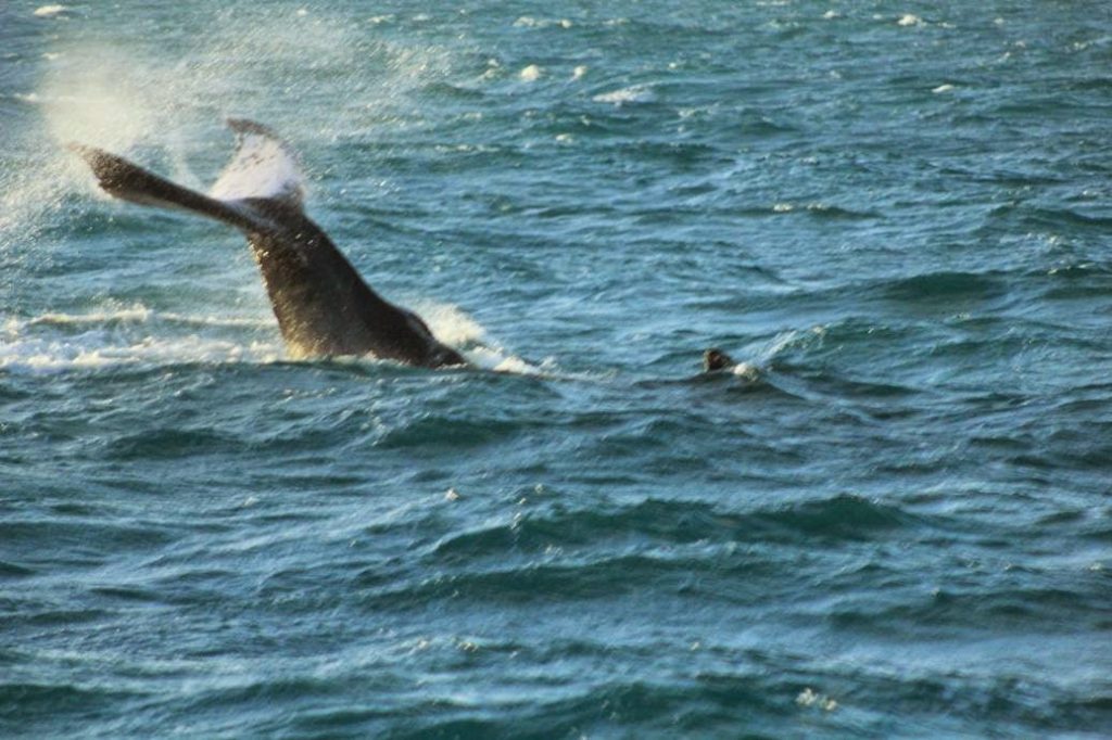 whales brazil bahia abrolhos