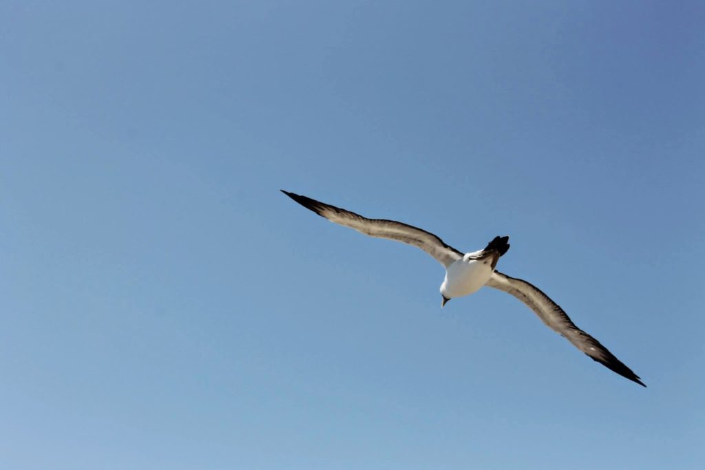 birds brazil bahia abrolhos