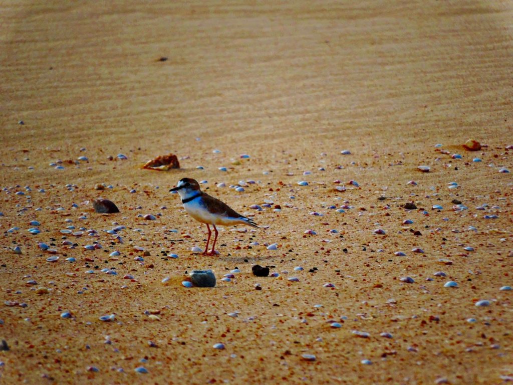 dunas do velho chico casa nova bahia