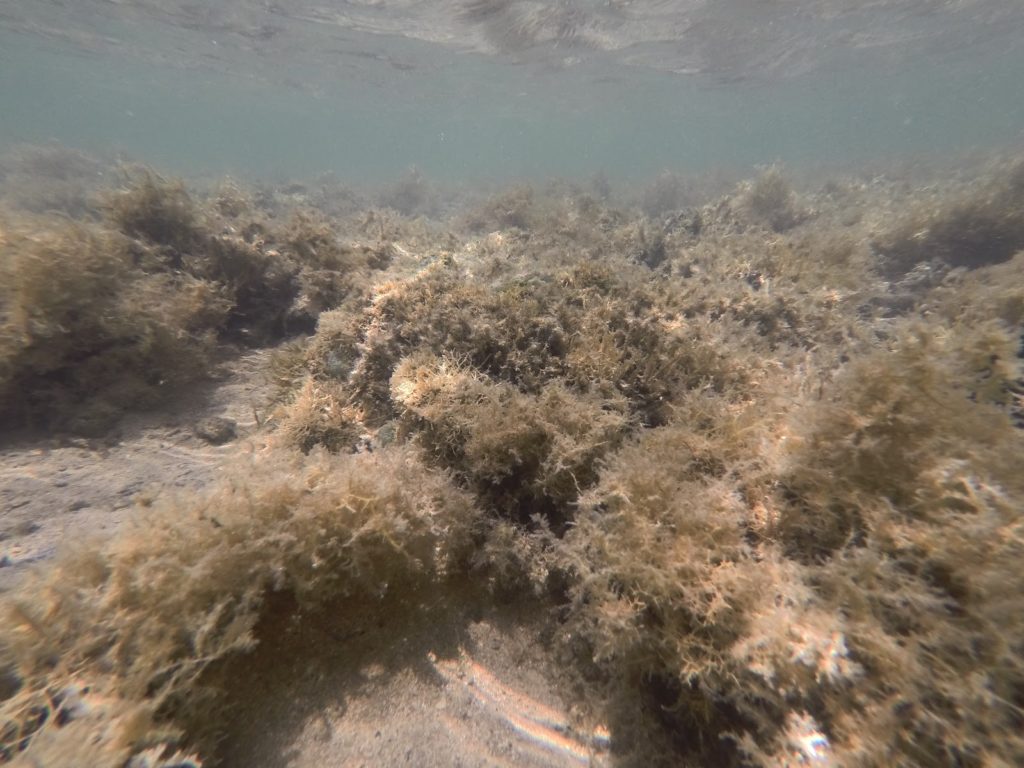 recife das pinaunas corais itaparica