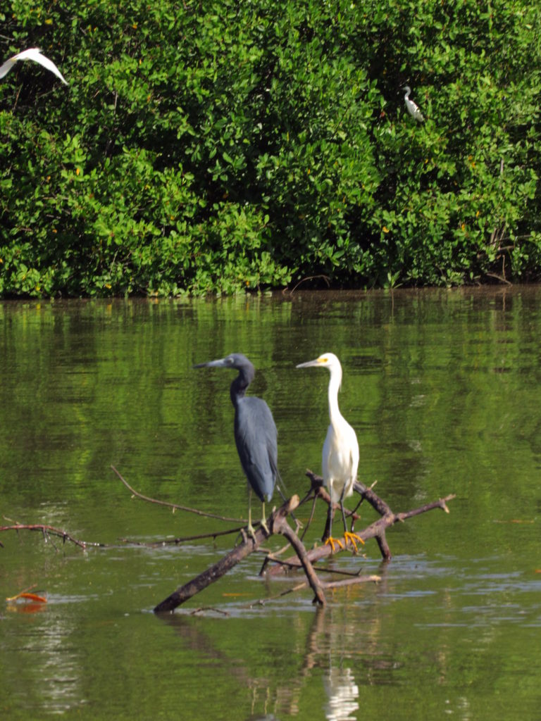 ecossistema de barra da siribinha 