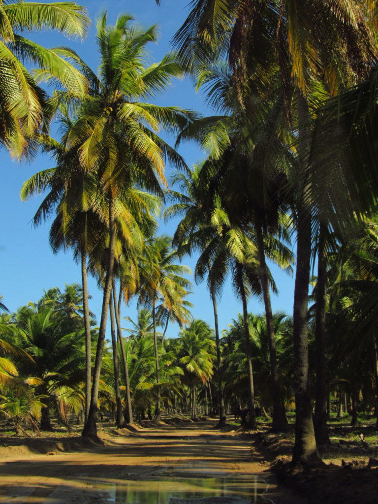 estrada para barra da siribinha conde bahia