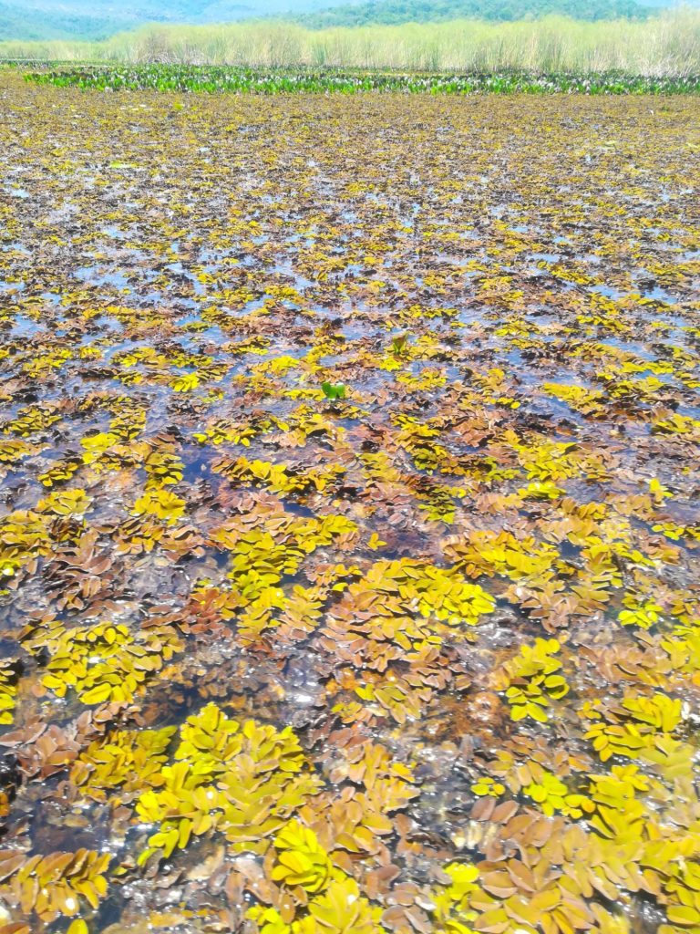 pantanal marimbus e piscinas do rio roncador