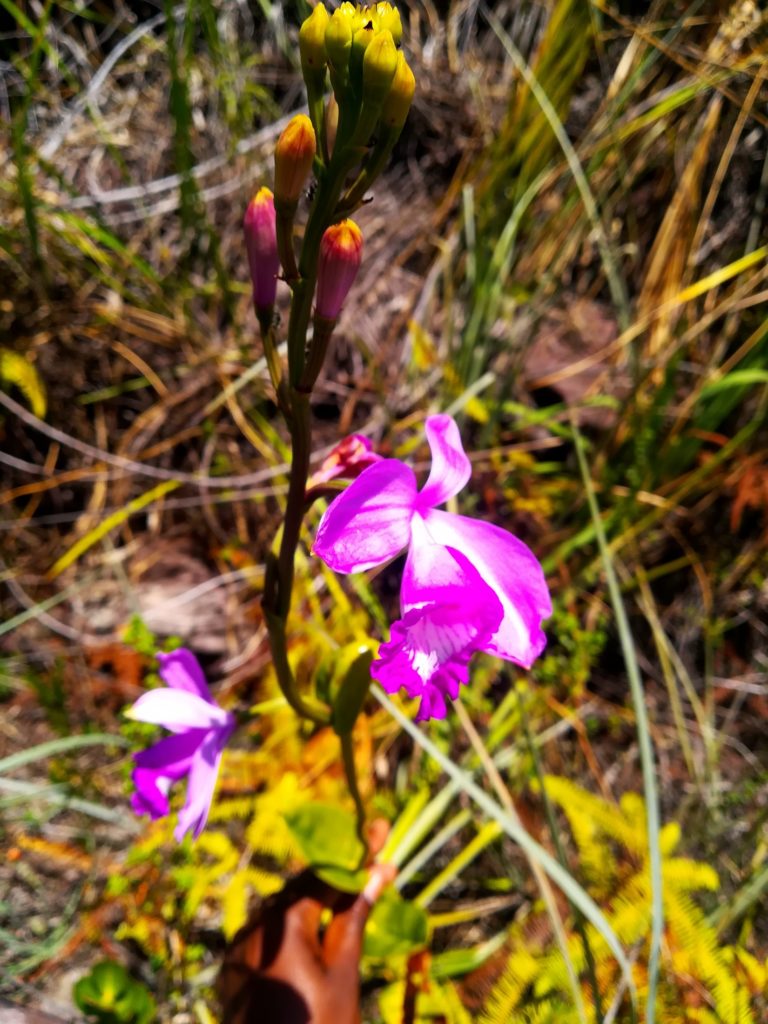 flora da chapada diamantina bahia trilha rampa do caim igatu