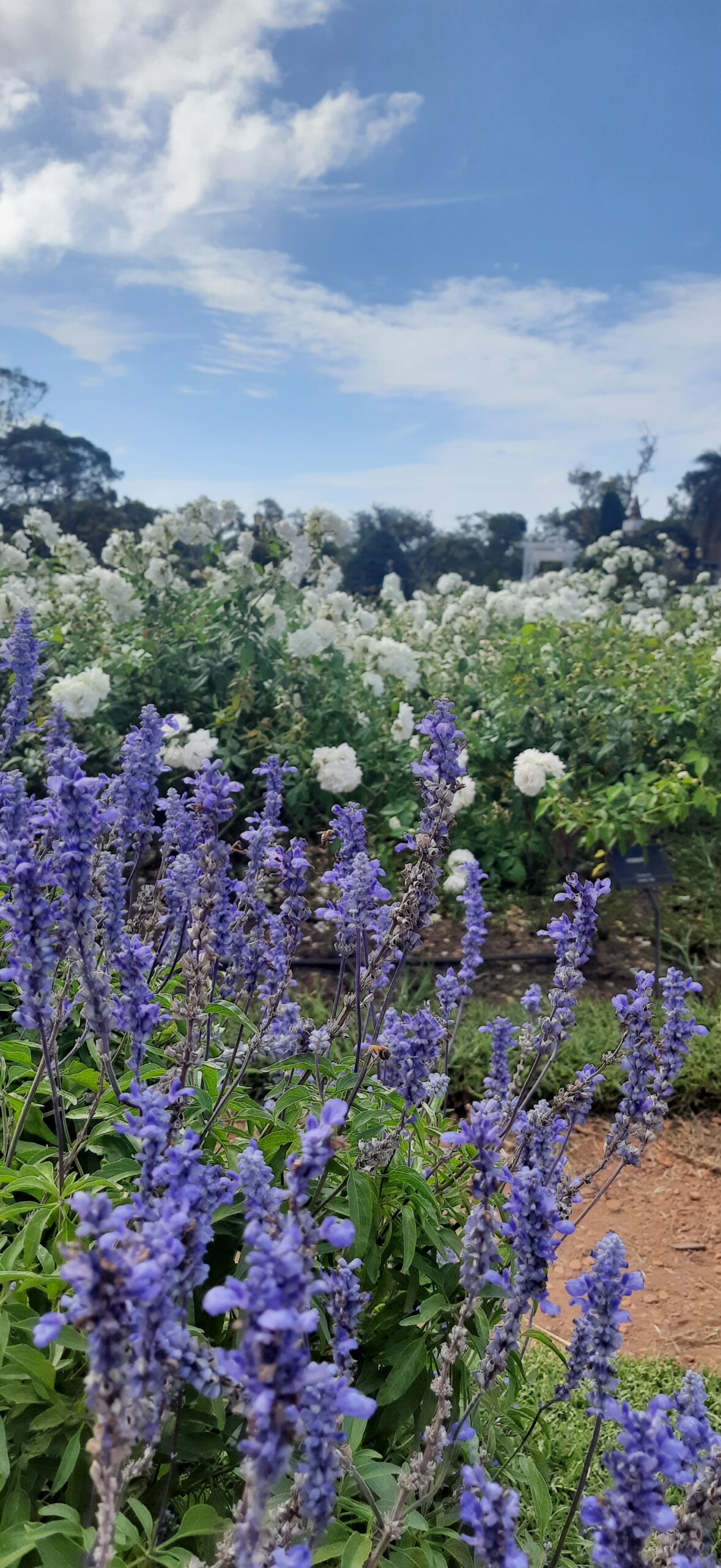 rosedal de palermo em buenos aires