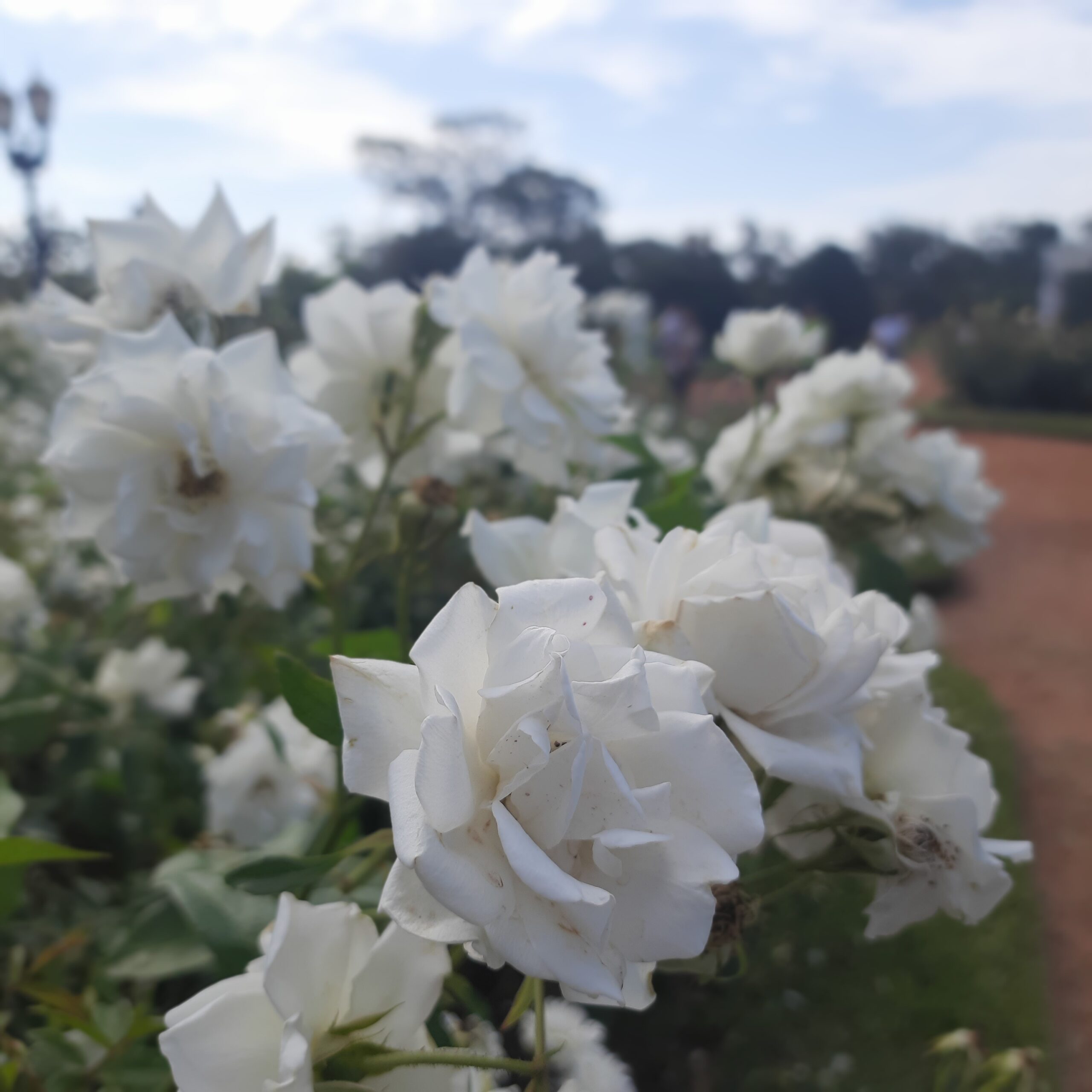 rosedal de palermo em buenos aires