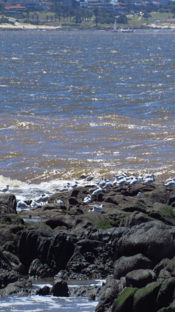 praias de montevideo